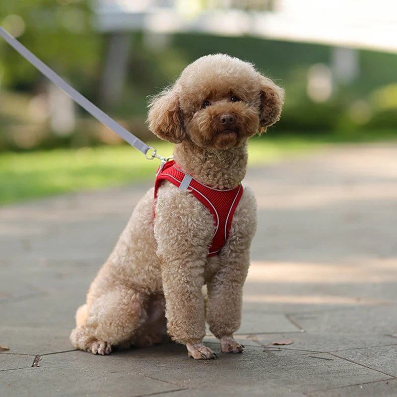 Comfy Control Harness & Leash Set: Perfect for Small Dogs & Puppies