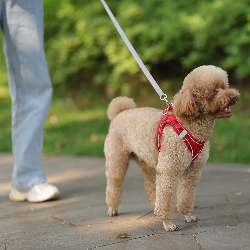 Comfy Control Harness & Leash Set: Perfect for Small Dogs & Puppies