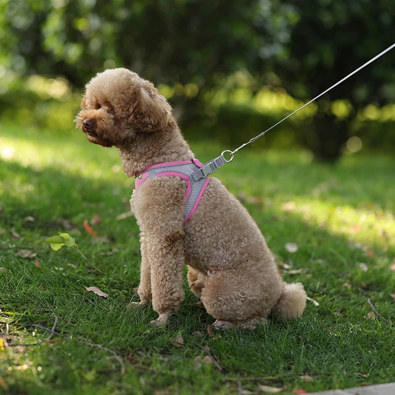 Comfy Control Harness & Leash Set: Perfect for Small Dogs & Puppies